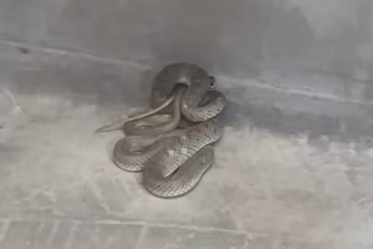 Φίδι τρύπωσε σε κομμωτήριο στη Θεσσαλονίκη – Επενέβη η πυροσβεστική