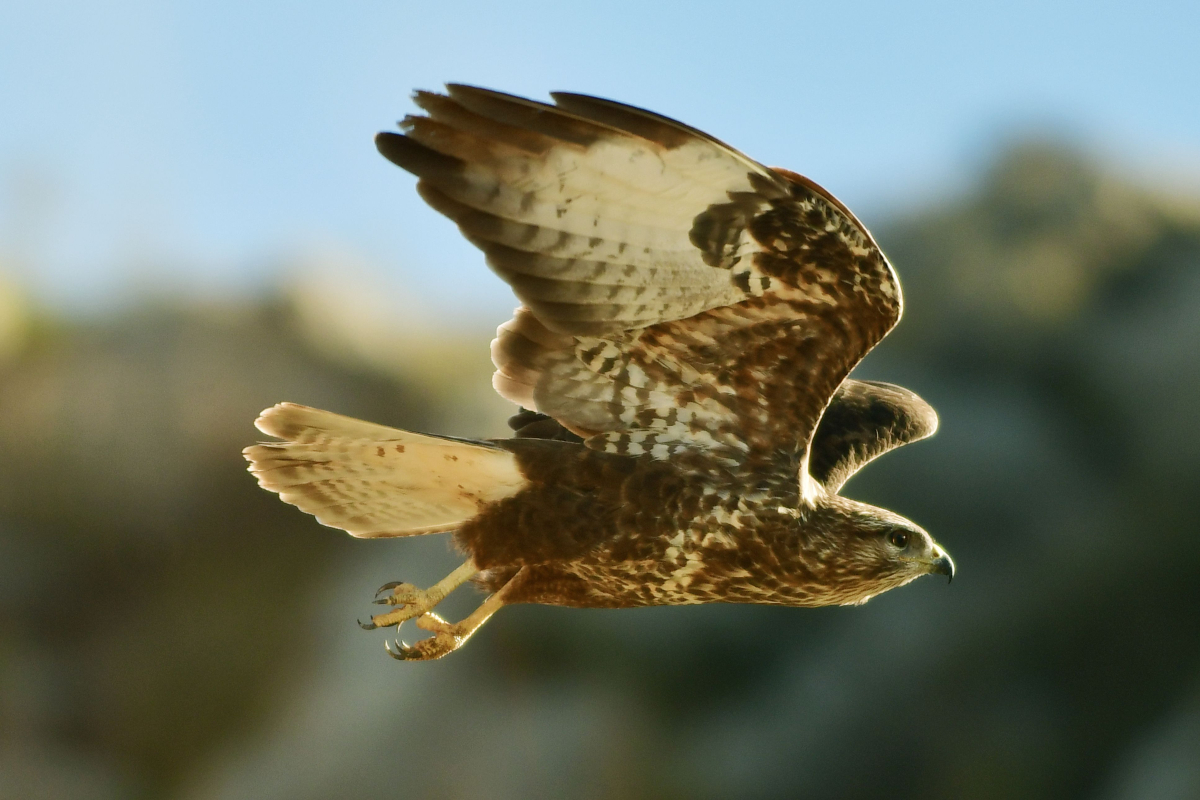 Η οδηγία και η δυσανεξία