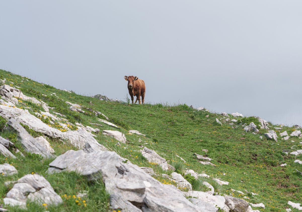Αμαρτωλός μηρυκασμός