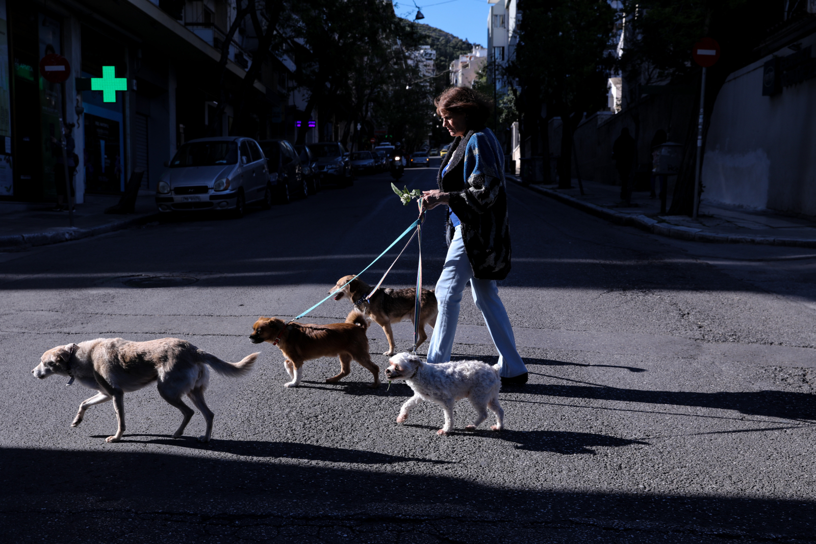Θεσσαλονίκη: Έλεγχοι και πρόστιμα σε βάρος ιδιοκτητών ζώων συντροφιάς – Στον εισαγγελέα βασανιστής γάτας