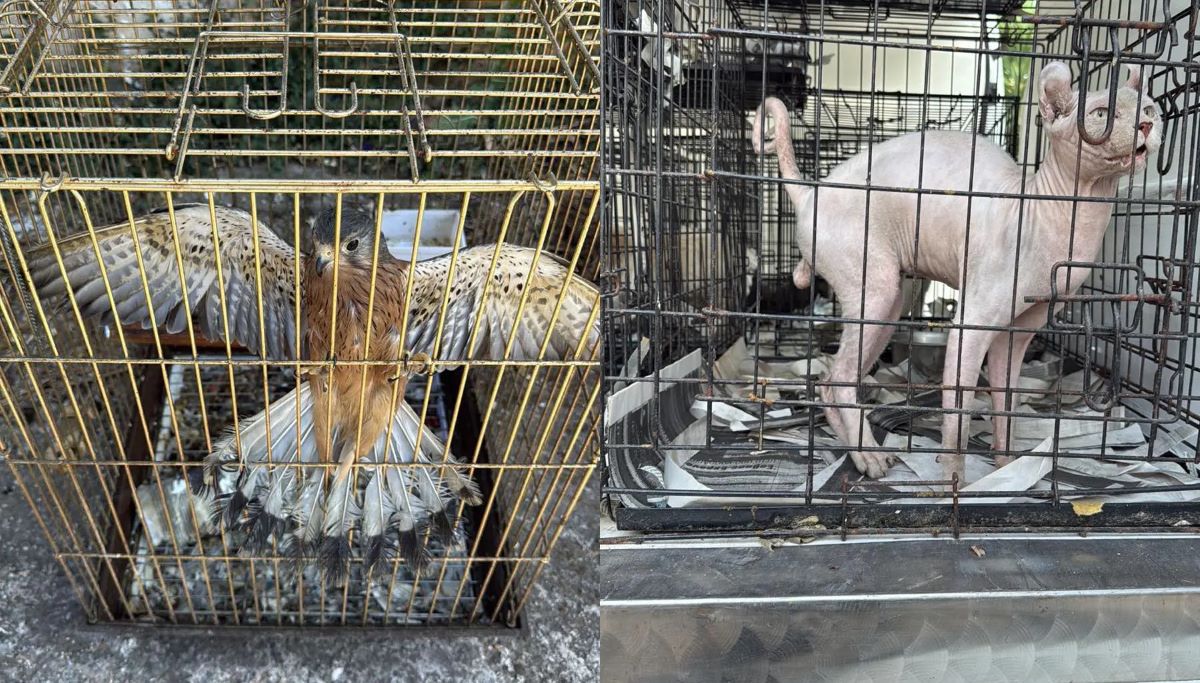 Κύκλωμα παράνομου εμπορίου ζώων: Σε κλουβιά σκύλοι, γάτα σφινξ και γεράκι – Δύο συλλήψεις