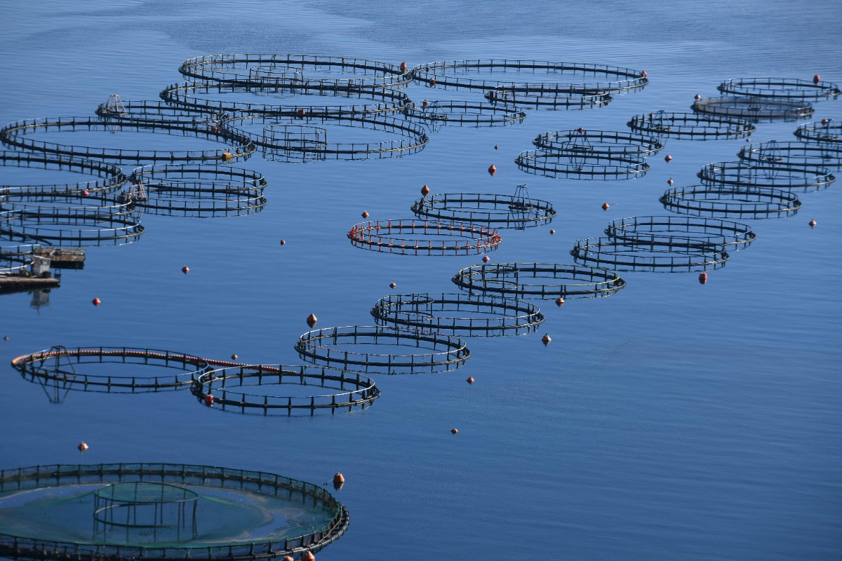 Ανθρώπινη αλυσίδα και εκδηλώσεις στον Πόρο σχετικά με τις ιχθυοκαλλιέργειες