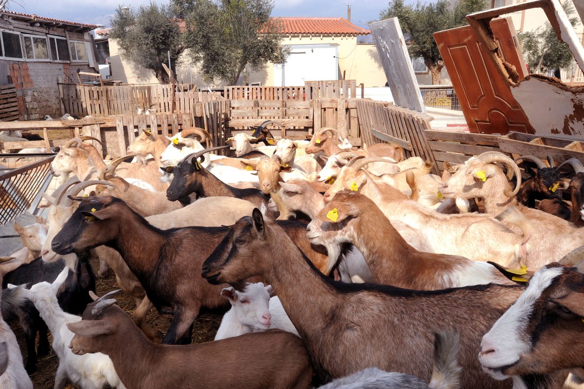 Η έξις και η κανονικότητα της παρανομίας