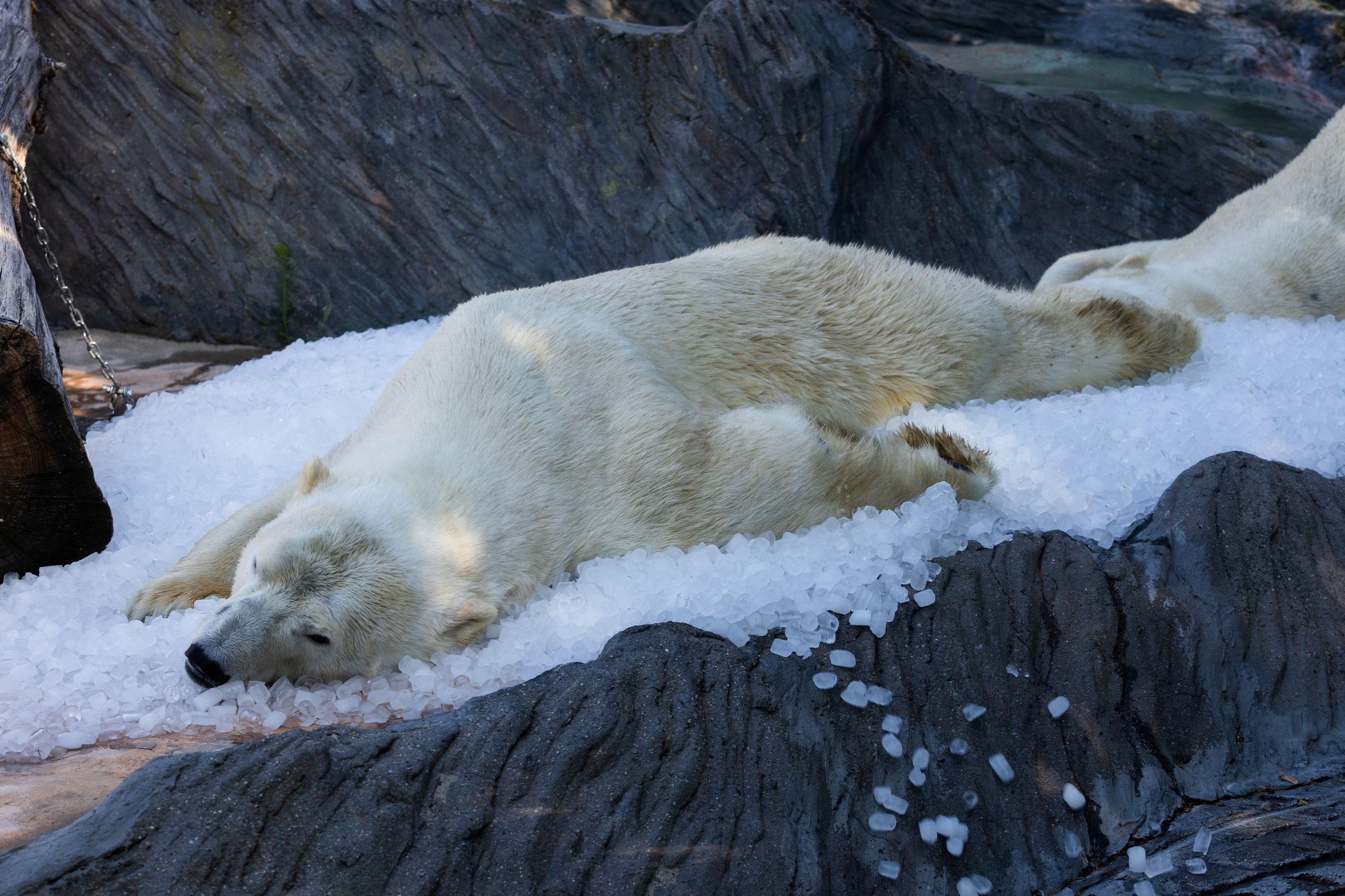 Καύσωνας στην Ευρώπη με θερμοκρασίες ρεκόρ και εικόνες που… «λιώνουν»