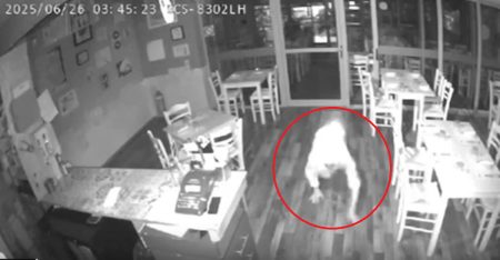 Βίντεο ντοκουμέντο από τη δράση 49χρονου διαρρήκτη στη Ν. Φιλαδέλφεια – Συνελήφθη επ’ αυτοφώρω