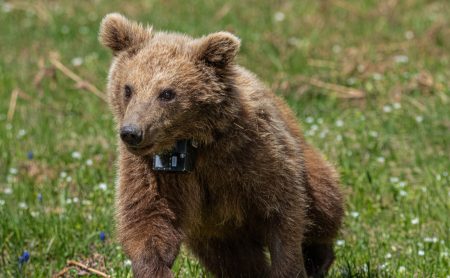 Καστοριά: Νεκρή αρκούδα από πυροβολισμό