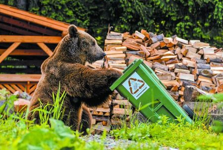 Απειλεί η άγρια ζωή τις πόλεις; Τι φέρνει τα άγρια ζώα στις αυλές μας
