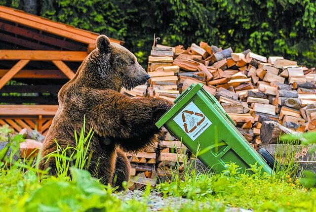 Απειλεί η άγρια ζωή τις πόλεις; Τι φέρνει τα άγρια ζώα στις αυλές μας