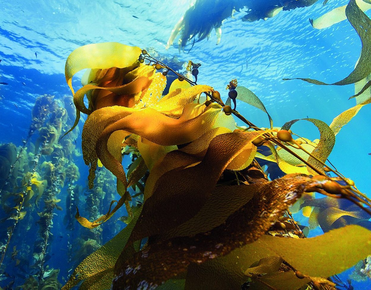 Ντέιβιντ Ατένμπορο: Πώς ο βυθός θα σώσει τη Γη