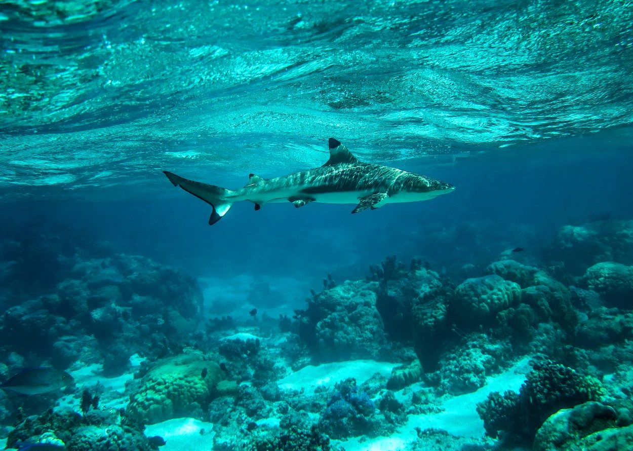 Ταξίδι στον βυθό