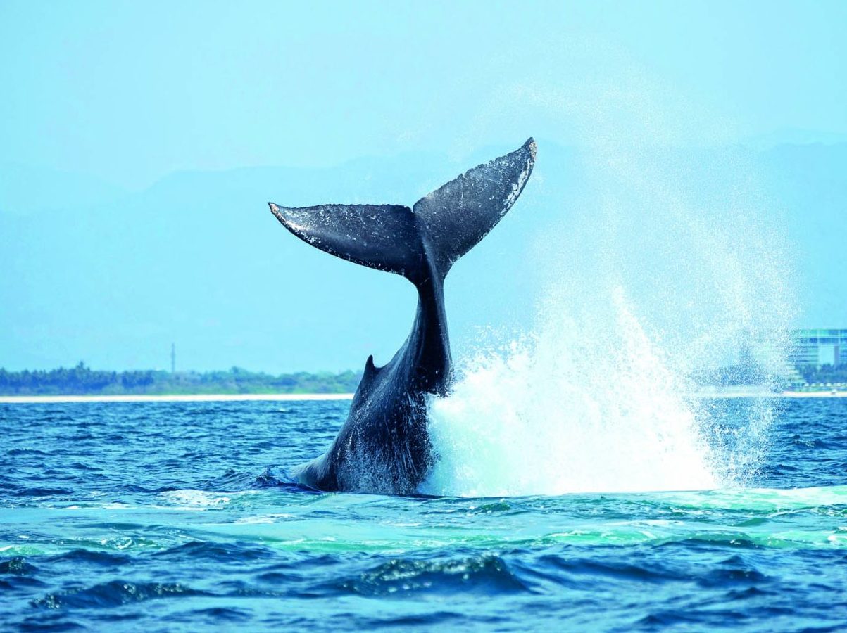 Οι γίγαντες του Ατλαντικού