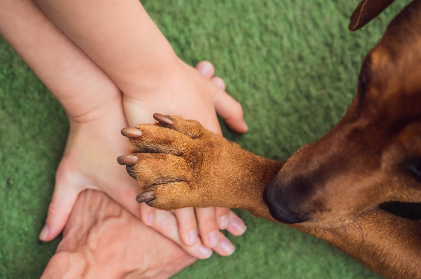 Άνθρωποι και ζώα