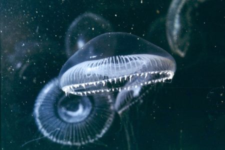 Τι να κάνετε μετά από τσίμπημα σφήκας, ψαριού ή μέδουσας;