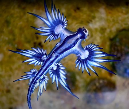 «Μπλε δράκος»: Η εμφάνιση του «κλείνει» παραλίες στην Ισπανία