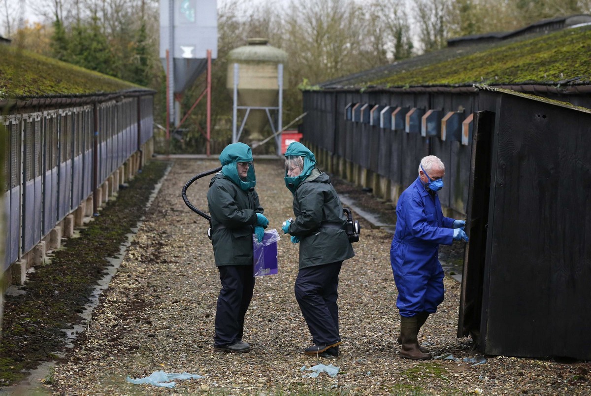 Βουλγαρία: Συναγερμός για κρούσματα γρίπης των πτηνών