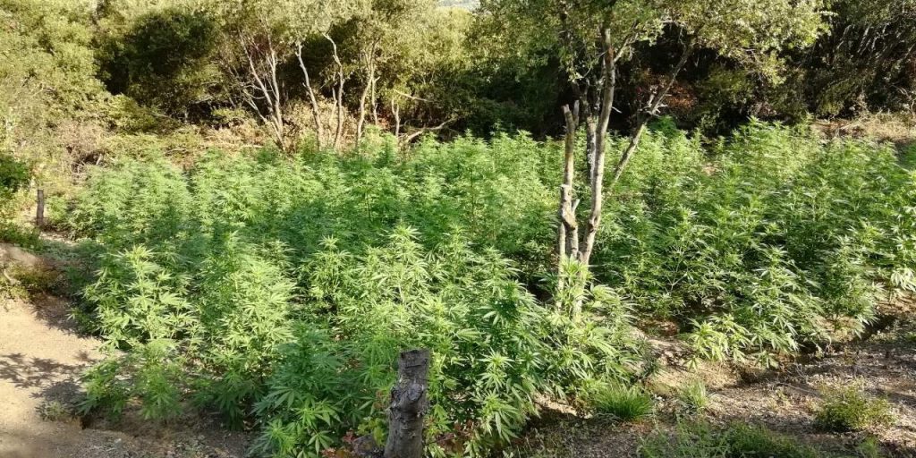 Κρήτη: Εντοπίστηκε φυτεία κάνναβης σε φαράγγι των Χανίων – Το έβαλε στα πόδια ο 28χρονος