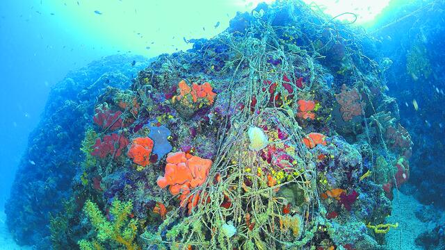 Γιατί οι θάλασσες στην Ε.Ε. είναι σε κακή κατάσταση