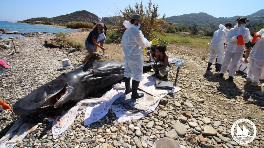 Νεαρός φυσητήρας εκβράστηκε νεκρός στη Σάμο [Σκληρές εικόνες]