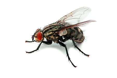 Οι ΗΠΑ πρετοιμάζονται για εισβολή παρασιτικής μύγας