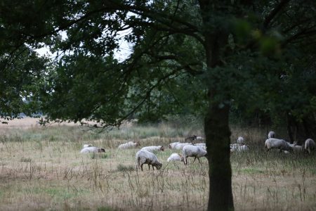 ΟΠΕΚΕΠΕ: Με το «μεγάλο ελληνικό αγροτικό σκάνδαλο» ασχολείται και ο Guardian