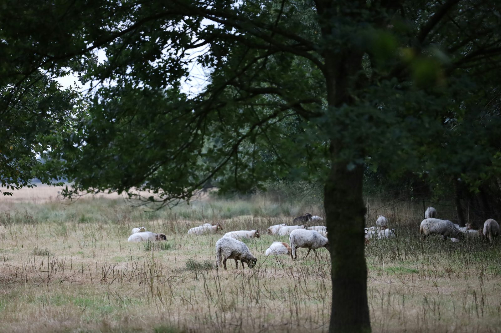 ΟΠΕΚΕΠΕ: Με το «μεγάλο ελληνικό αγροτικό σκάνδαλο» ασχολείται και ο Guardian