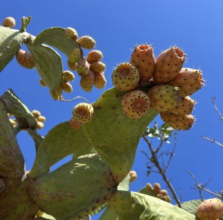 Η σεφ Σταυριανή Ζερβακάκου γράφει για τις φραγκοσυκιές της Μάνης