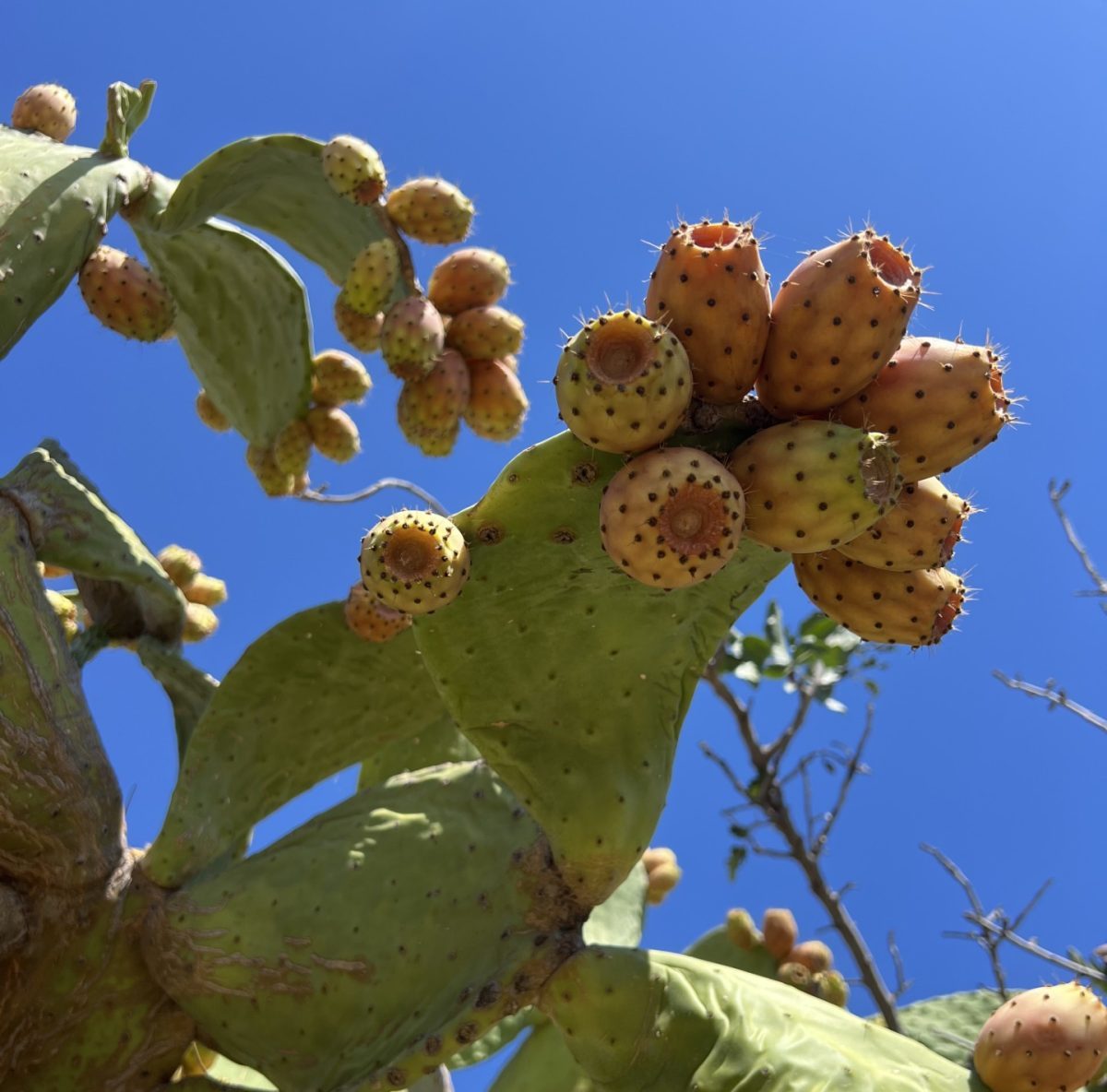 Η σεφ Σταυριανή Ζερβακάκου γράφει για τις φραγκοσυκιές της Μάνης