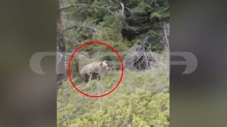 Βίντεο ντοκουμέντο: Οι τελευταίες κινήσεις του ορειβάτη πριν την επίθεση της αρκούδας στη Δράμα