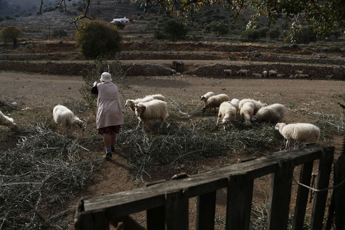 Ευλογιά στα αιγοπρόβατα: Ο κίνδυνος lockdown και ο «πόλεμος» των 10 ημερών