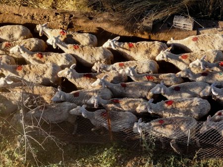 Ευλογιά προβάτων: Σενάρια για lockdown στην κτηνοτροφία