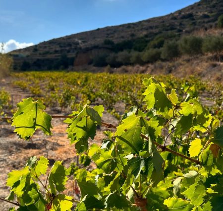Εσείς γνωρίζετε το Σεριφιώτικο σταφύλι;