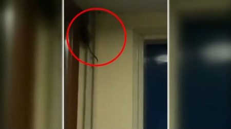 Κομοτηνή: Ποντίκια και καφέ νερό στις φοιτητικές εστίες