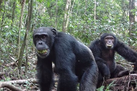 Στο μπαρ της ζούγκλας, οι χιμπατζήδες πίνουν δύο ποτάκια την ημέρα