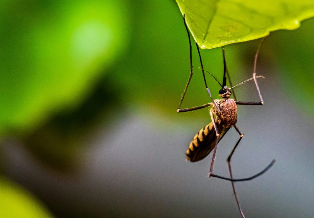 Ιός Δυτικού Νείλου: Νέα κρούσματα την τελευταία εβδομάδα – Πώς μεταδίδεται