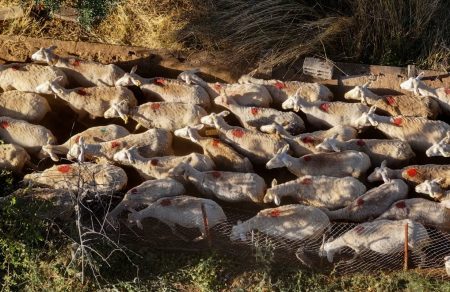 Ευλογιά αιγοπροβάτων: Πότε εφαρμόζονται τα μέτρα – Τι θα γίνει με το lockdown