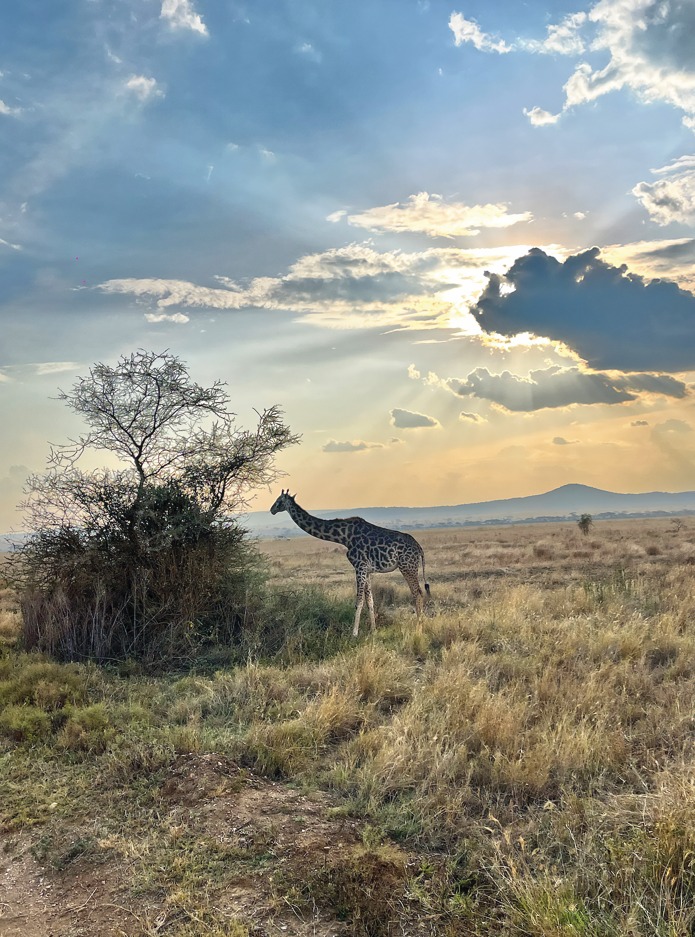 «Pole pole»: Οταν η σαβάνα διδάσκει υπομονή