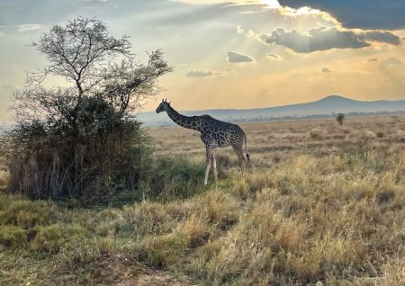 «Pole pole»: Οταν η σαβάνα διδάσκει υπομονή
