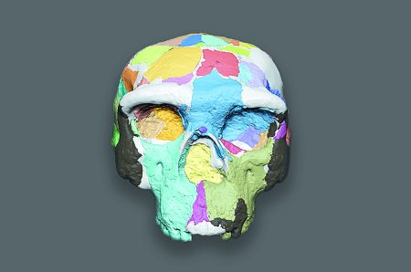 Απολιθωμένο κρανίο ίσως ξαναγράφει την εξελικτική ιστορία του ανθρώπου