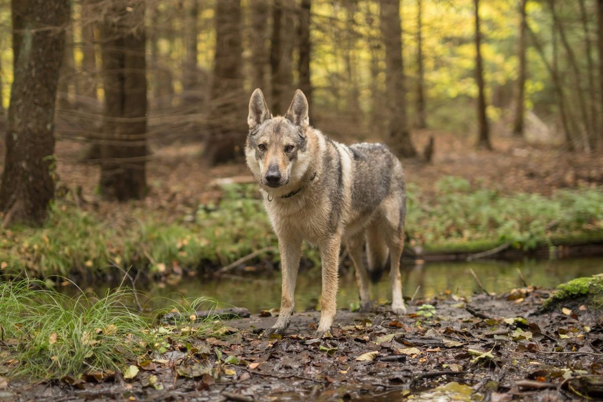 Εντοπίστηκε το πρώτο υβρίδιο λύκου – σκύλου στην Ελλάδα – Σε ποια περιοχή