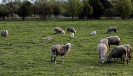 Τα δικά μας ζώα είναι τα καλύτερα