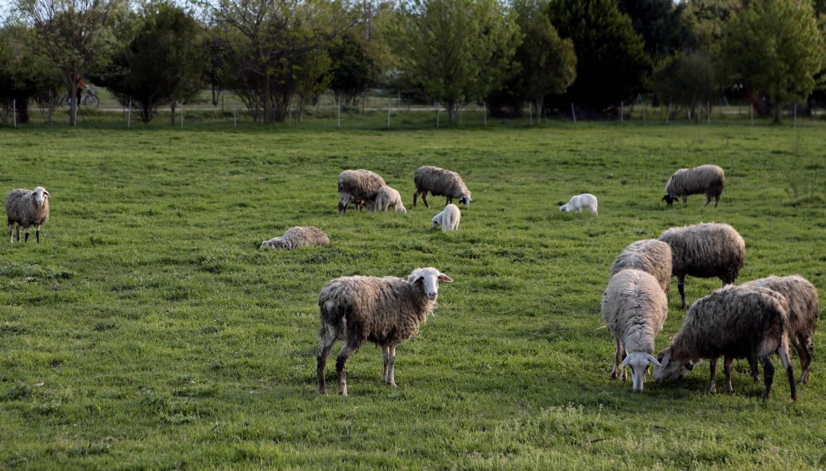 Τα δικά μας ζώα είναι τα καλύτερα