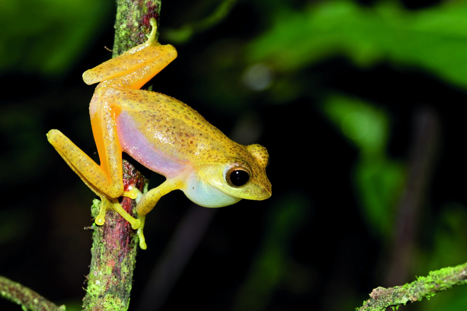 Τι απέγινε ο Golden Toad;