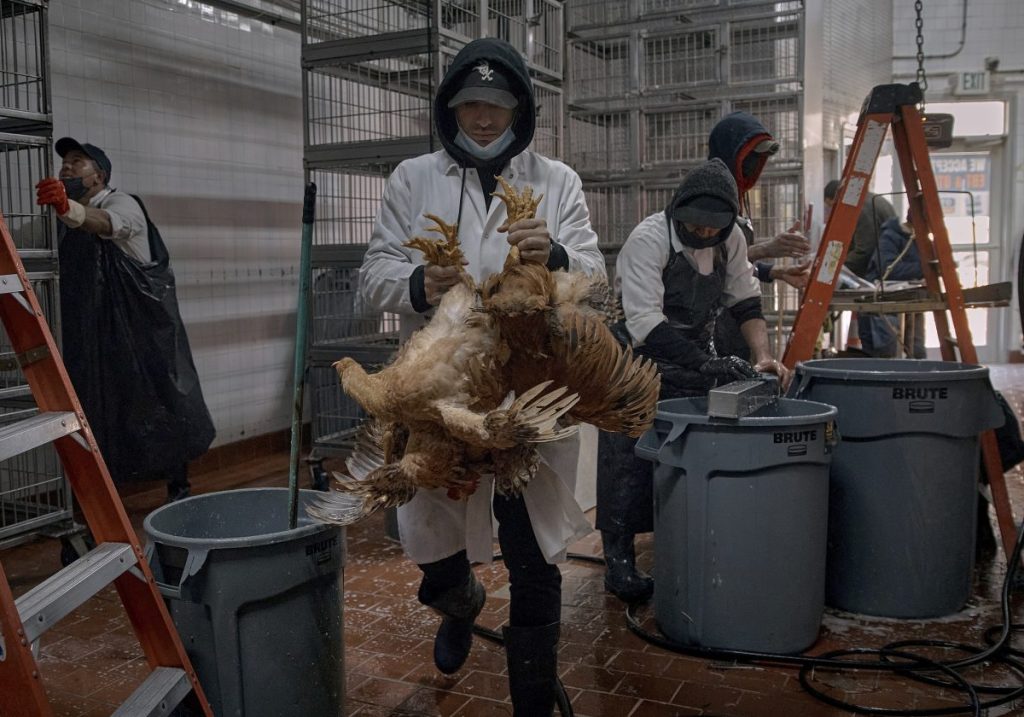 Γρίπη των πτηνών: Συναγερμός σε Ολλανδία, Βέλγιο και Σλοβακία – Χιλιάδες πτηνά θα θανατωθούν