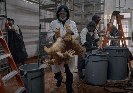 Γρίπη των πτηνών: Συναγερμός σε Ολλανδία, Βέλγιο και Σλοβακία – Χιλιάδες πτηνά θα θανατωθούν