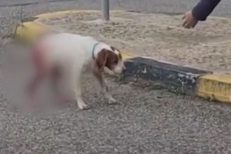 Ηλεία: Eκτός κινδύνου ο σκύλος που κακοποιήθηκε – Βρέθηκε ο ιδιοκτήτης του