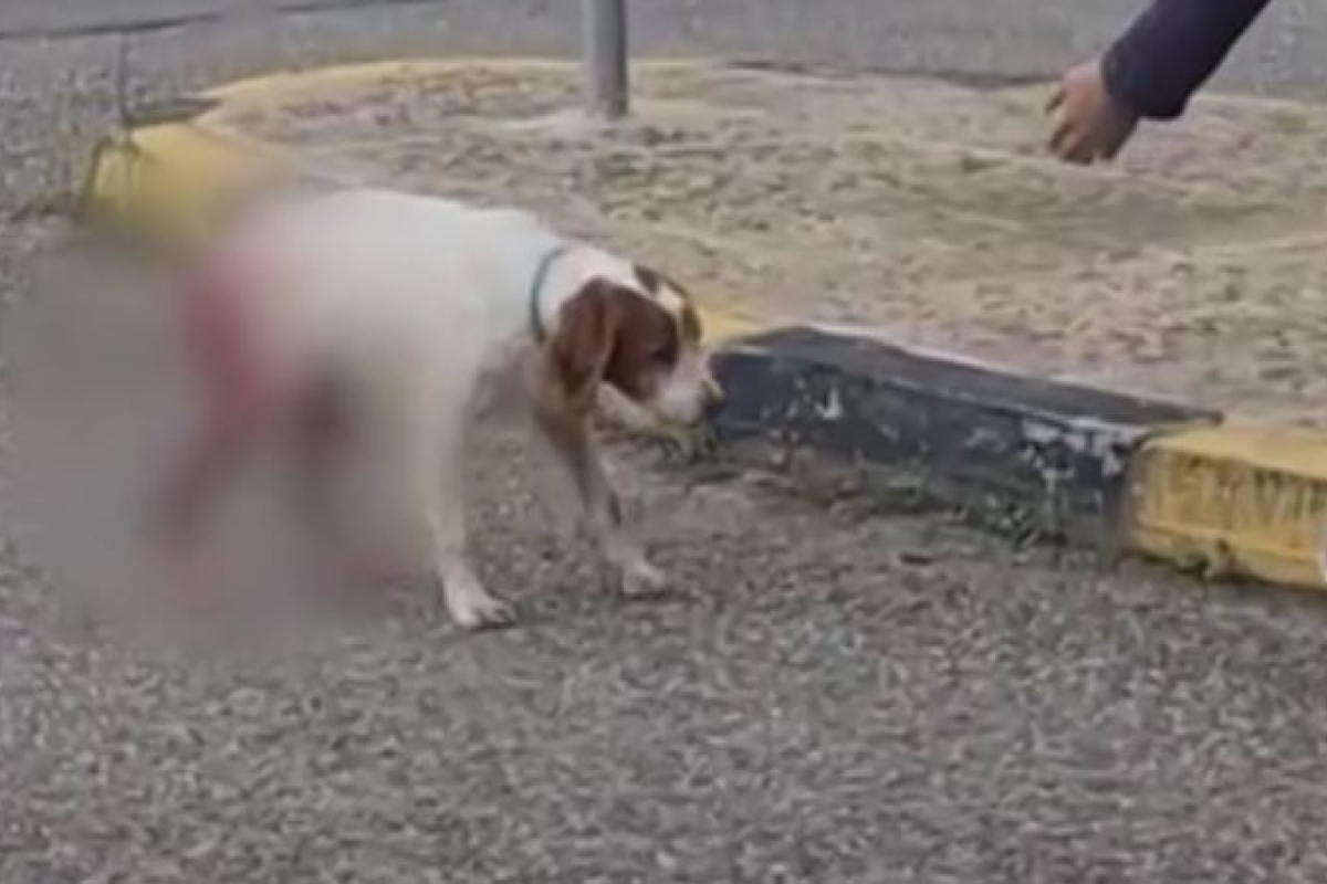 Ηλεία: Eκτός κινδύνου ο σκύλος που κακοποιήθηκε – Βρέθηκε ο ιδιοκτήτης του