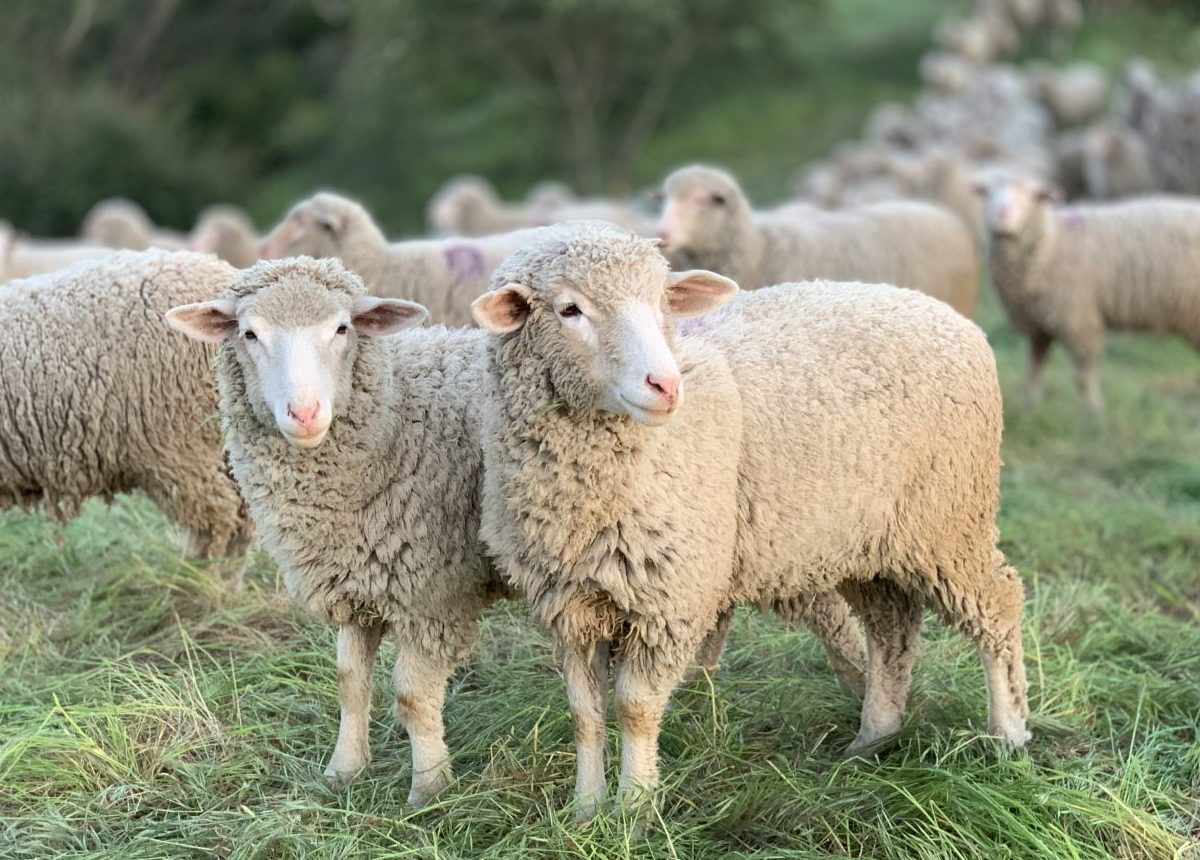 ΕΟΦ: Κανένα εγκεκριμένο εμβόλιο για την ευλογιά των αιγοπροβάτων σε Ελλάδα και ΕΕ