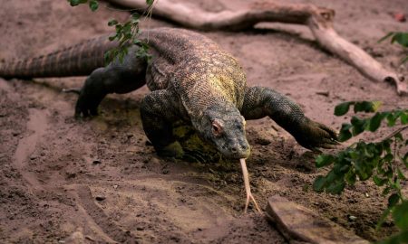 Πώς βρέθηκε ο Δράκος του Κόμοντο στη Θεσσαλονίκη μετά από 4 εκατ. χρόνια;