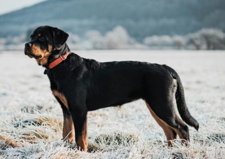 Καλαμάτα: Η στιγμή που σκύλος κατασπάραξε τον ιδιοκτήτη του