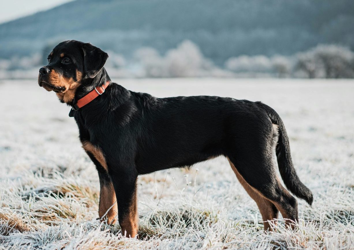 Καλαμάτα: Η στιγμή που σκύλος κατασπάραξε τον ιδιοκτήτη του